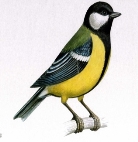 http://dasha46.narod.ru/Encyclopedic_Knowledge/Biology/Animals/Birds/2/Sinica1.jpg